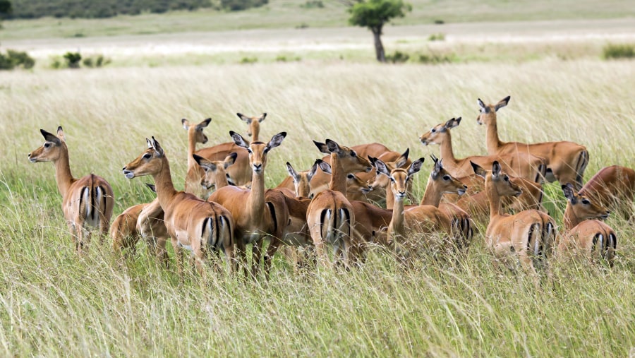 Closely observe wildlife during the safari through the National Parks of Tanzania