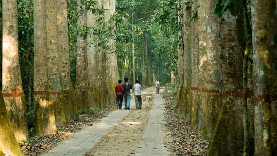 Lawachara Rain Forest