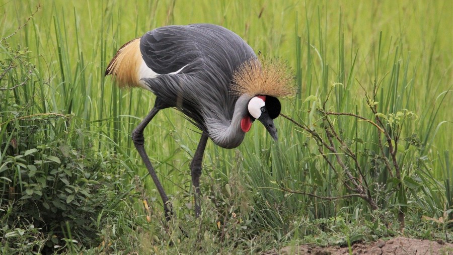 Grey Crowned Crane in Masai Mara