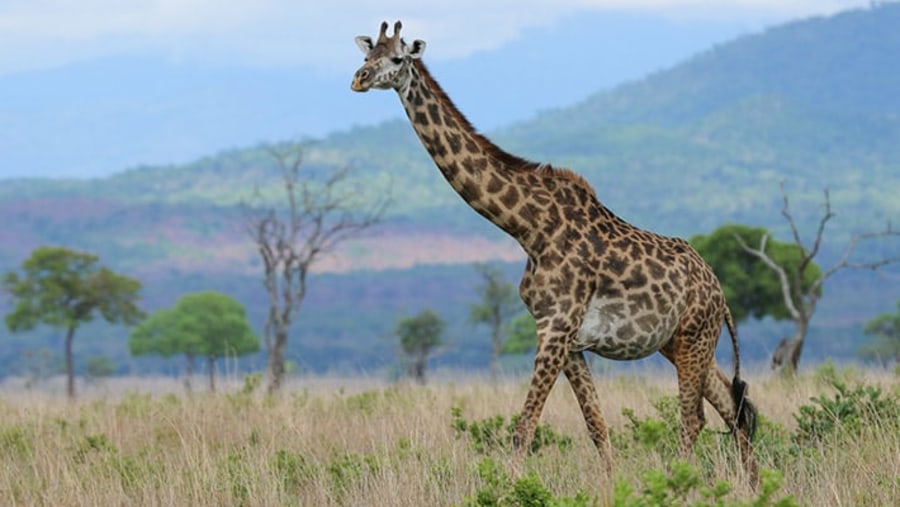 Giraffe in Mikumi National Park