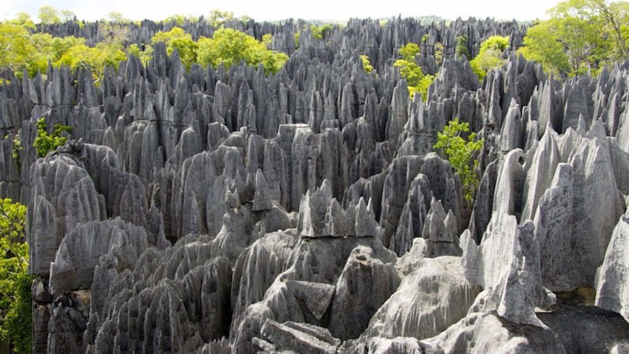 Tsingy Peaks Forest