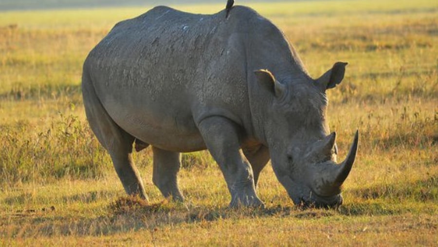 Rhino at Lake Nakuru Park