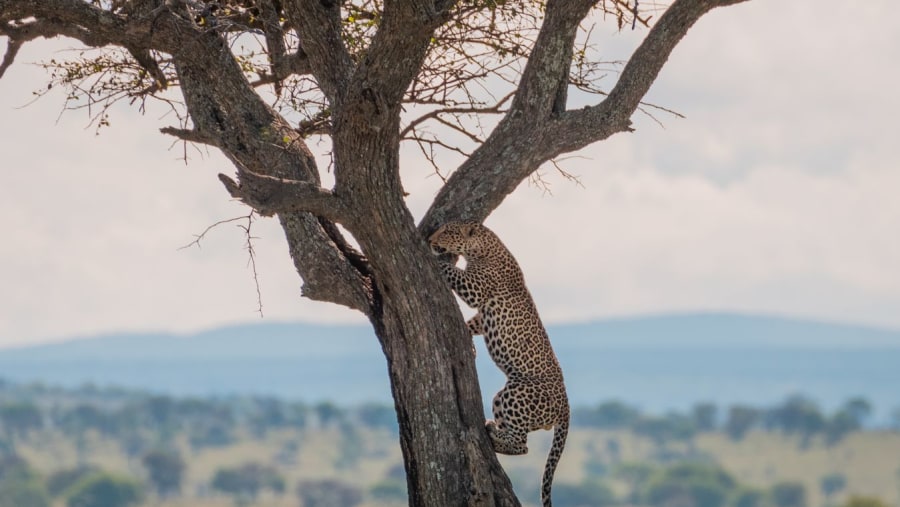 Meet the leopard, one of the 'Big Five'