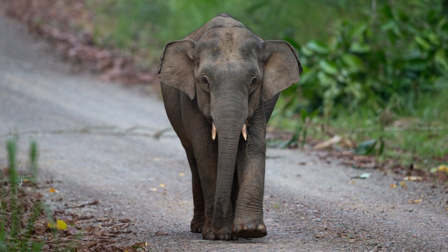 Borneo Pygmy Elephant