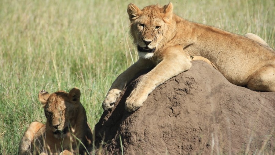 Lions and cubs in Serengiti National Park