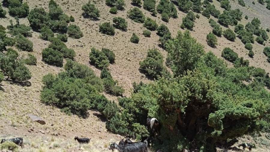 Forêt de genévriers thurifères