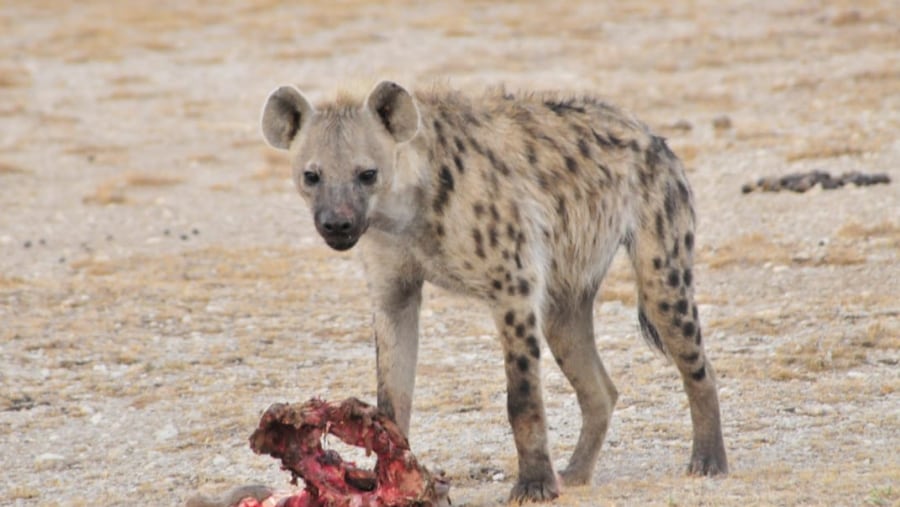 Amboseli wildlife