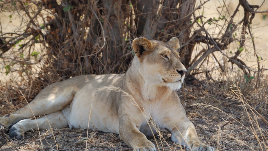 A Lioness Resting At The Park