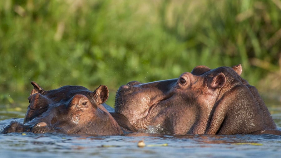 Hippos in Lake Manyara National Park