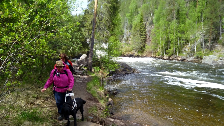 Blind hiker hiking along the Kitka river