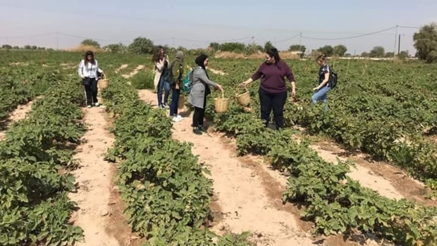 Ghawr Al Safi Farm