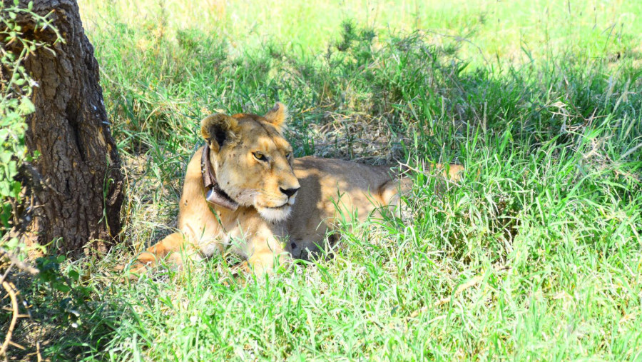 Lions in the wild