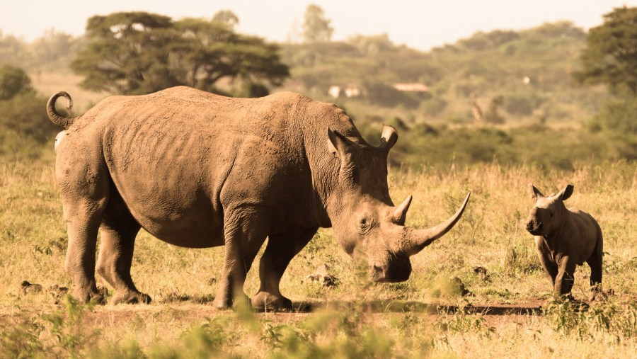 Game drive views