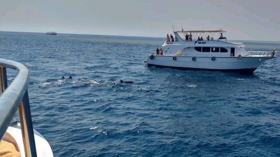 Dolphin tour