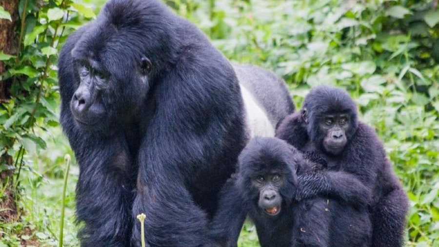 Gorilla Family in Murchison Falls National Park