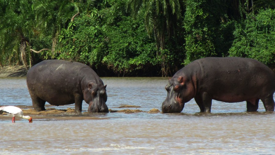 Hippo Pool in Lake Manyara National Park