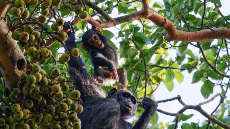 Chimpanzees at Kibale Forest