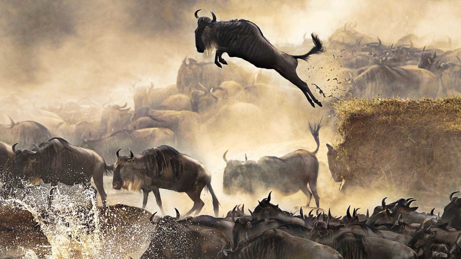 Wildebeest Migration 