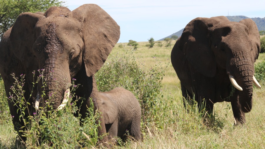 Selous Game Reserve