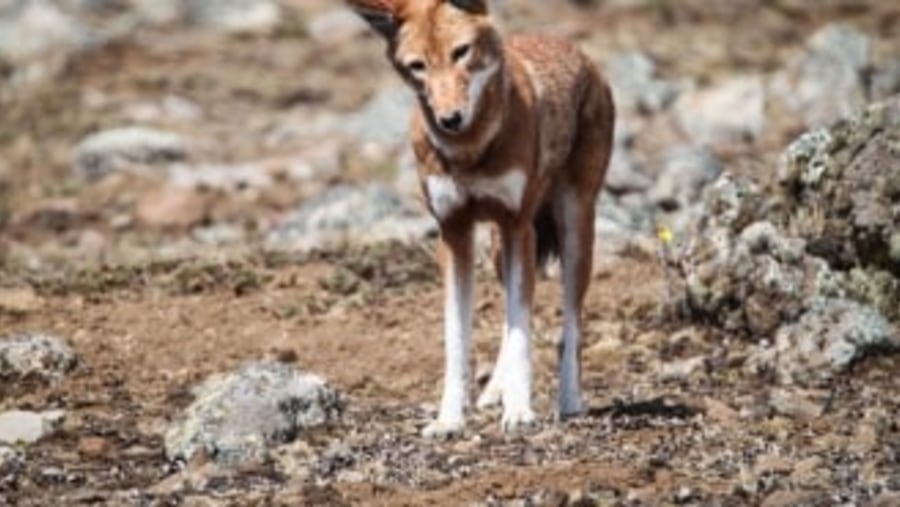 Ethiopian wolf spotted during the trek