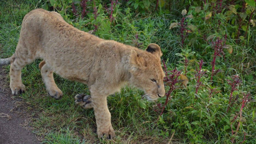 Lioness at Tarangire National Park