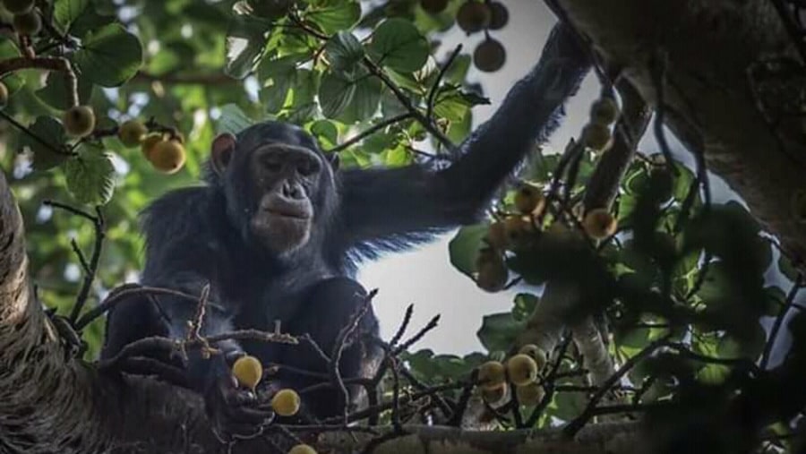 Chimpanzee tracking in Kibale National Park
