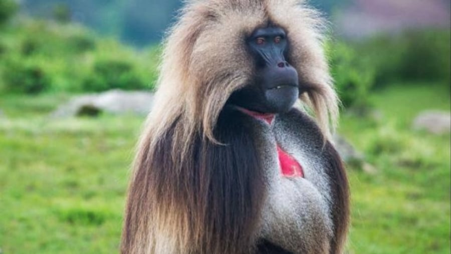 Gelada Baboon in Simien Mountain National Park