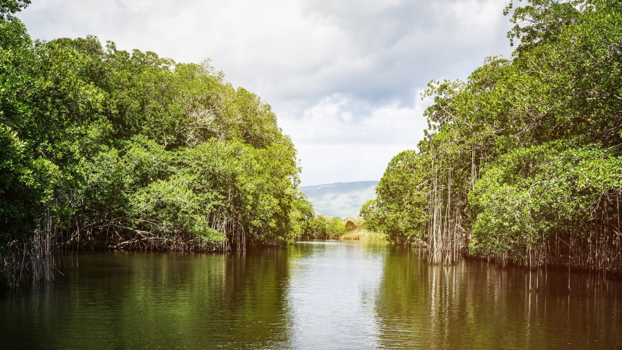 Hop on the boat ride along the Black river