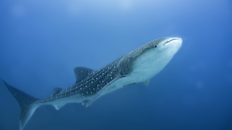 Marvel at the Giant Whale Sharks in Isle Mujeres