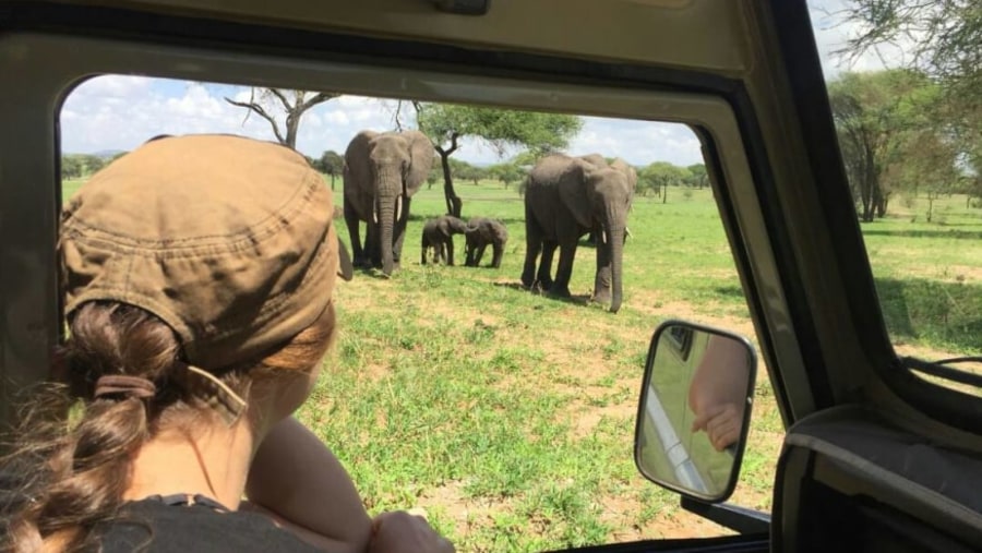 Wild Elephants Game Drive