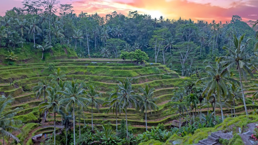 Admire the rice fields of Bali