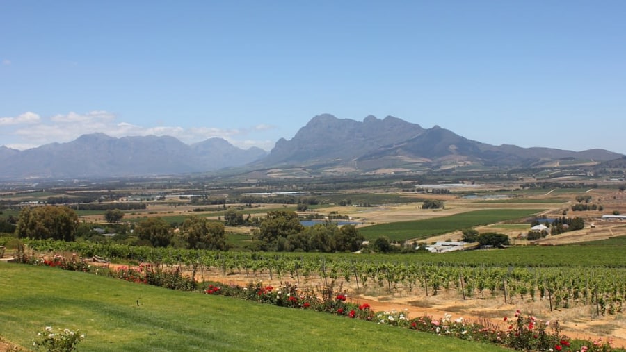 Vineyards of Paarl, the third-oldest city and European Settlement in the Republic of South Africa and the largest town in the Cape Wineland
