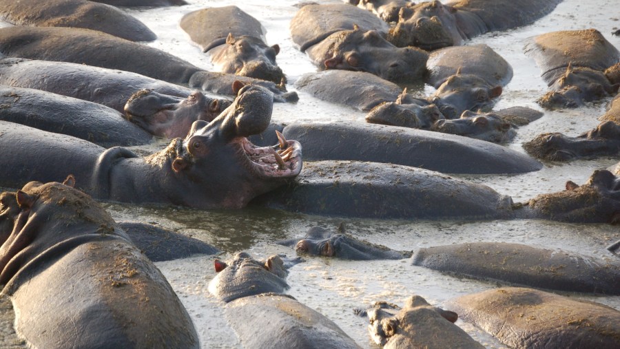 Hippos In A Swamp At The Park