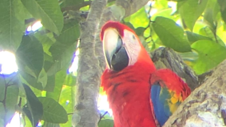 Scarlet Macaw