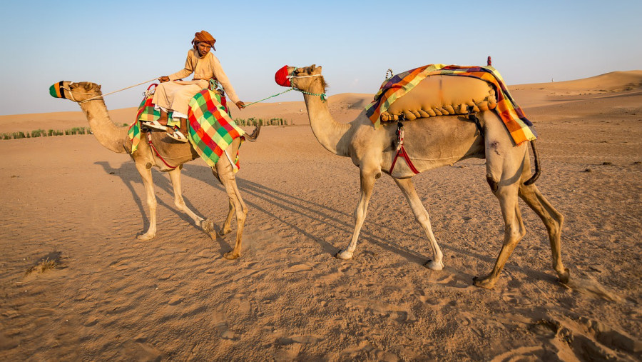 Enjoy a Camel Ride in the Sahara