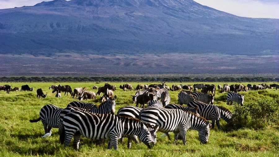 Zebras on the backdrop of Mount Kilimanjaro