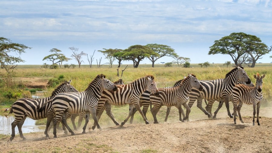 Zebras at Lake Manyara National Park