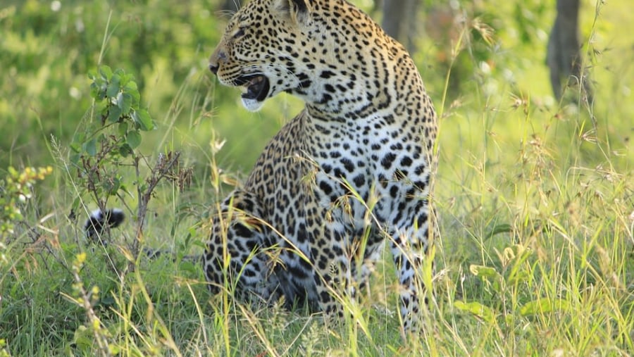 Admire Leopard in the Masai Mara Game Reserve