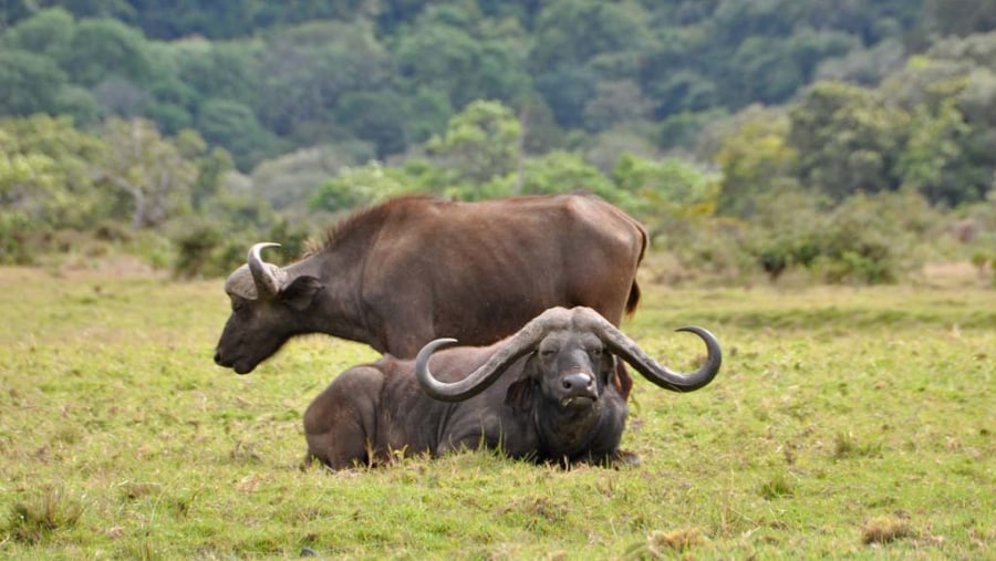 buffaloes in the wild