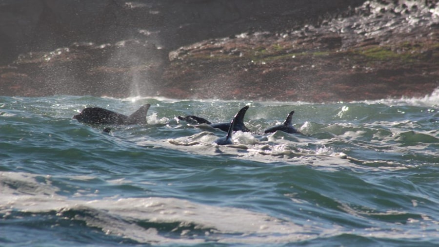 Big 7 Safaris, Dolphins off St Croix Island