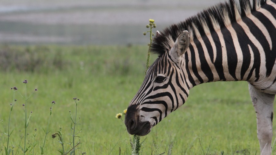 Spot zebras in the wild