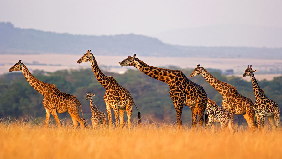 Giraffes at Northern Kenya Bush adventure Samburu| Shaba & Buffaloes Springs