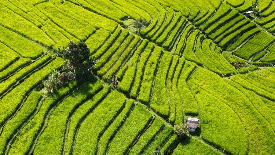 Jatiluwih Rice Terraces