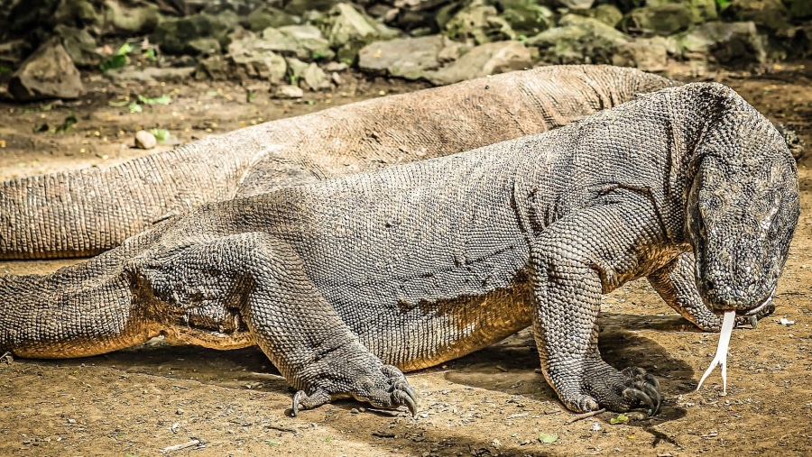 The Komodo Dragon