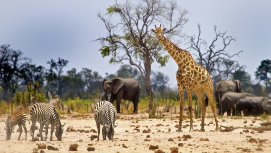 Game drive views