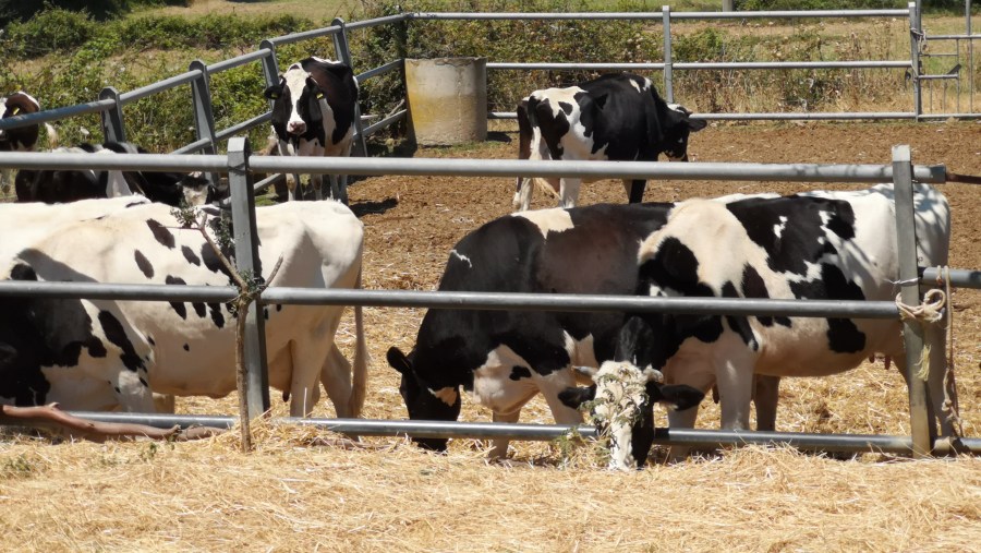 Cows in Olbia