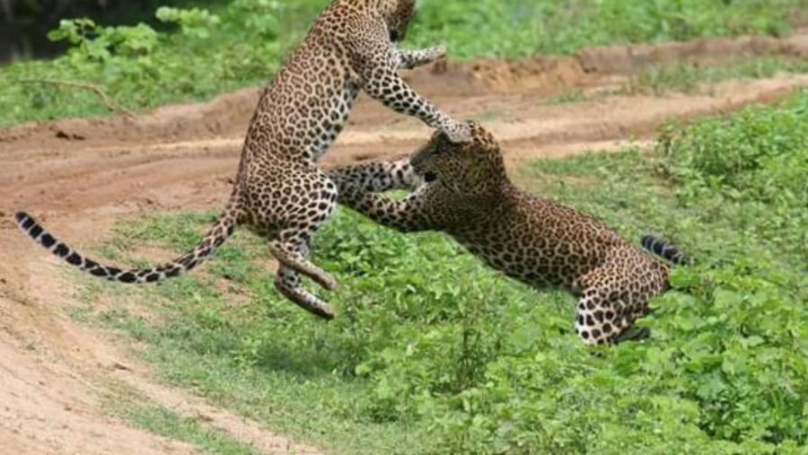 Two leopards playing