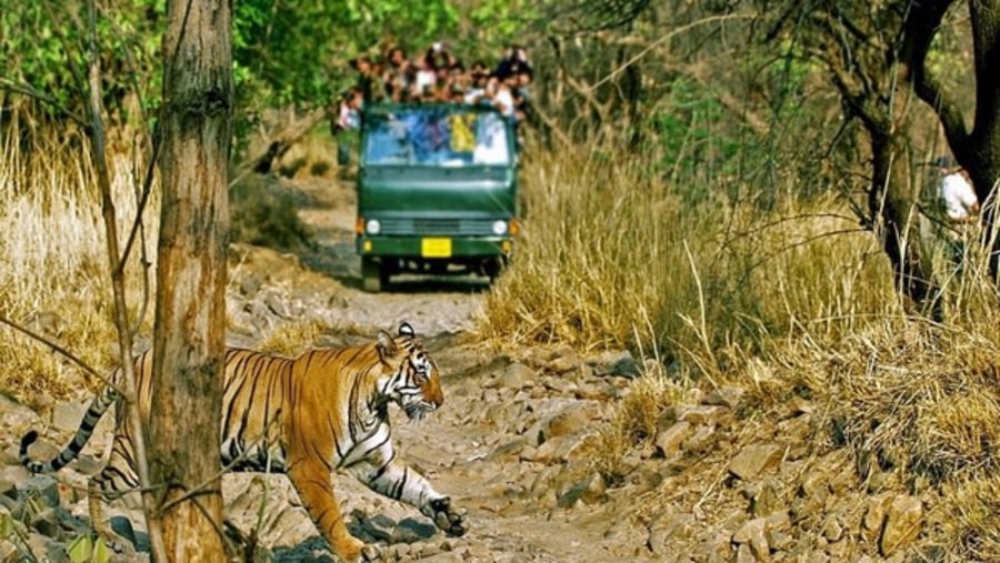 Ranthambore safari