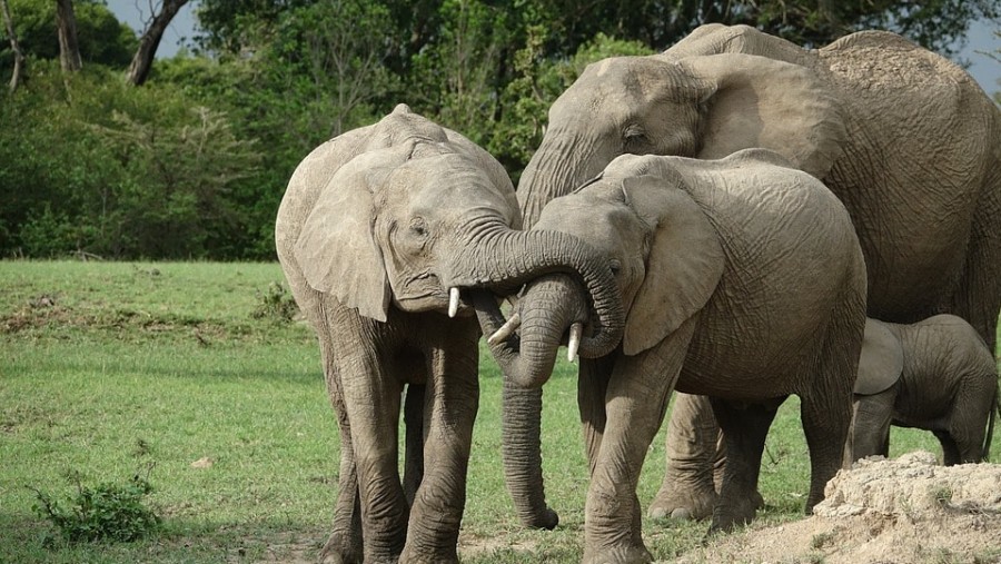 Elephants at Masai Mara National Reserve