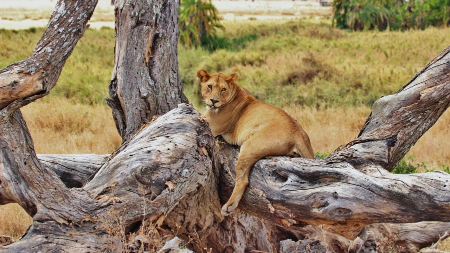 Serengeti National Park, Tanzania